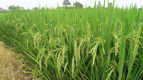 國內(nèi)專項(xiàng)政策扶持有機(jī)肥生產(chǎn)企業(yè)發(fā)展