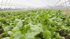 ЙC(j)ʴ滯ha(chn)ѭh(hun)r(nng)I(y)˳ڼô