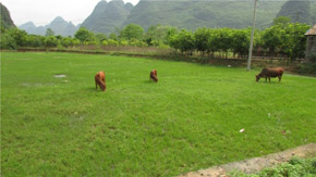 1230r(nng)I(y)_(w)hоB(yng)ֳU̎YԴ