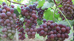 賓川提質(zhì)增效做強葡萄產(chǎn)業(yè)