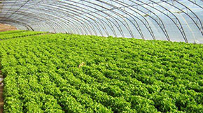 新余糞污變寶貝,闖出循環(huán)農(nóng)業(yè)新天地