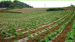 㽭ʡƷЙCƏV(yng)óЧ@