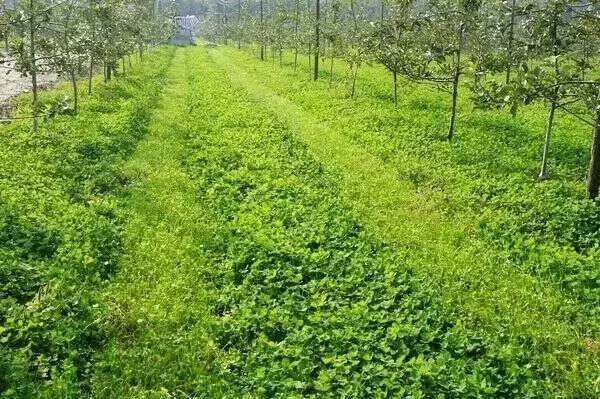 _չʜpЧ r(nng)I(y)Gɫl(f)չ