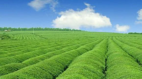 (ni)ݼS̎g(sh)l(f)չF(xin)