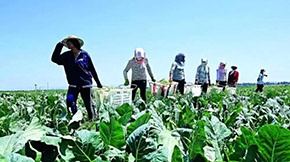 2021GɫNB(yng)ѭh(hun)r(nng)I(y)ԇcg(sh)ָ(do)Ҋ