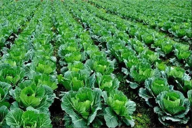 r(nng)I(y)P(gun)ڴM(jn)l(xing)a(chn)I(y)|(zh)l(f)չhĻ؏(f)