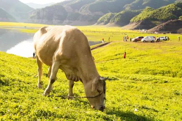 ݼSYԴЙC(j)ʵȾGɫ(xing)ĿՈ(qng)a(b)N