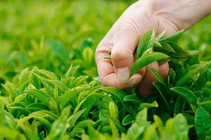 r(nng)I(y)r(nng)岿M(jn)һߘ(bio)(zhn)r(nng)ｨO(sh)|(zh)ͳЧҊ