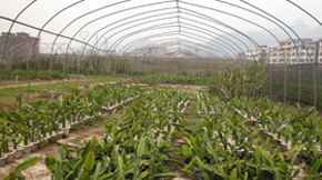 不同粘結(jié)劑對(duì)有機(jī)肥復(fù)混肥成粒的影響分析