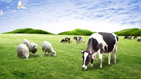 有機(jī)肥的商品化狀況