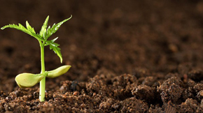 有機(jī)肥在土壤里的分解