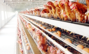 uSӹЙC(j)a(chn)O(sh)С