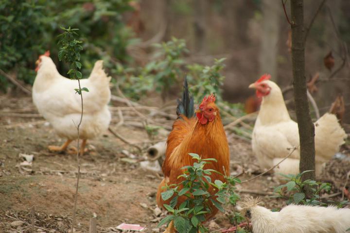 有機(jī)肥設(shè)備生產(chǎn)雞糞有機(jī)肥