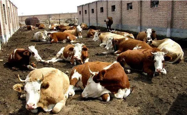 B(yng)ţSǧfeyд;