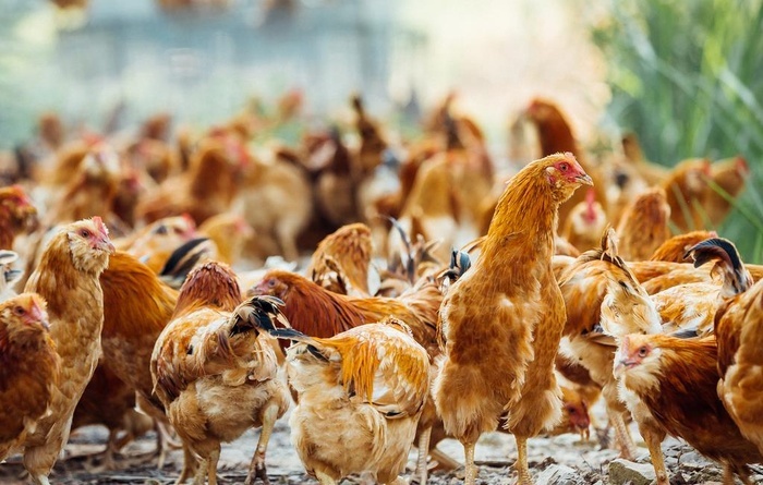 һNB(yng)ֳU̎ʽm